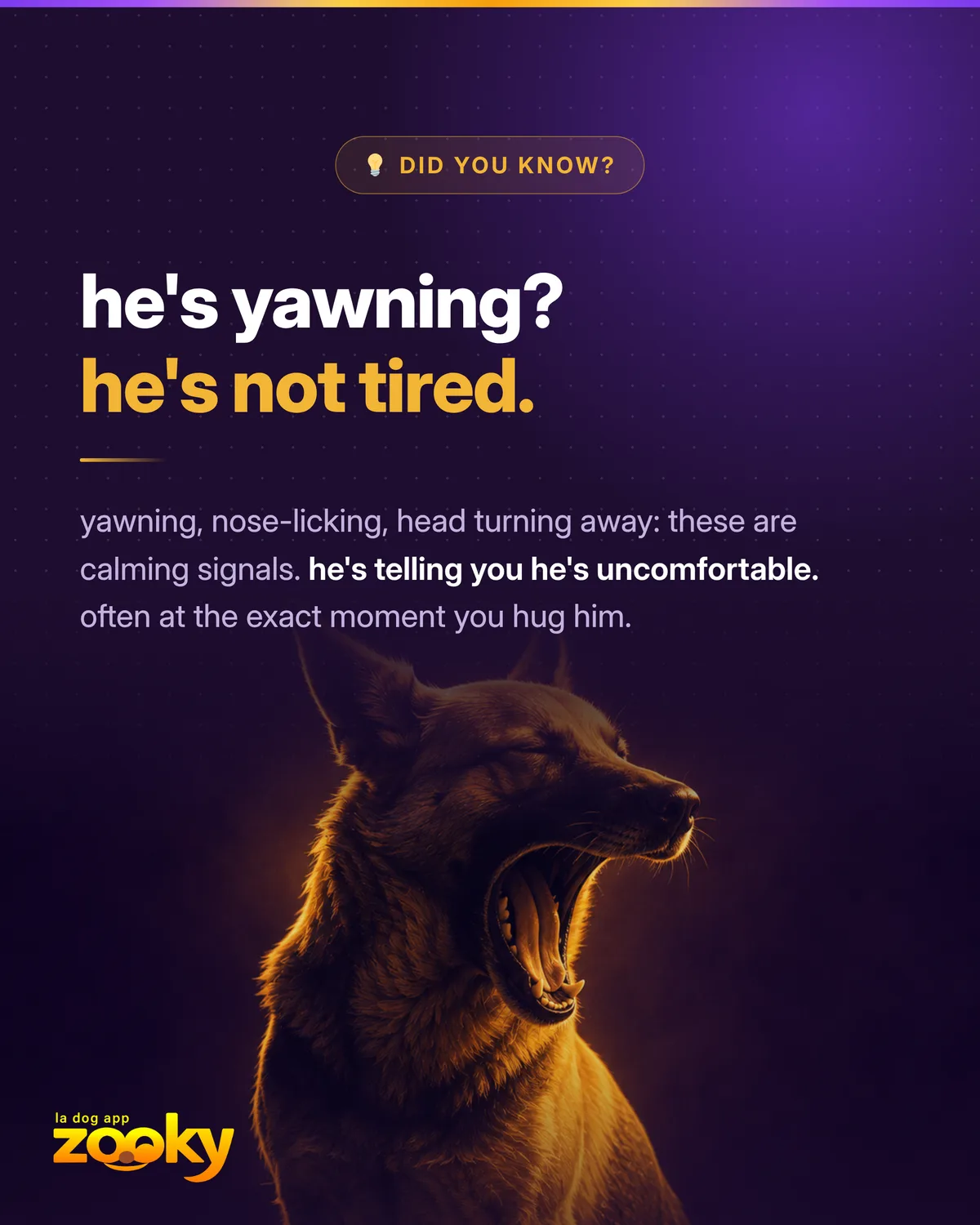 Dog yawning, a calming signal that reveals discomfort