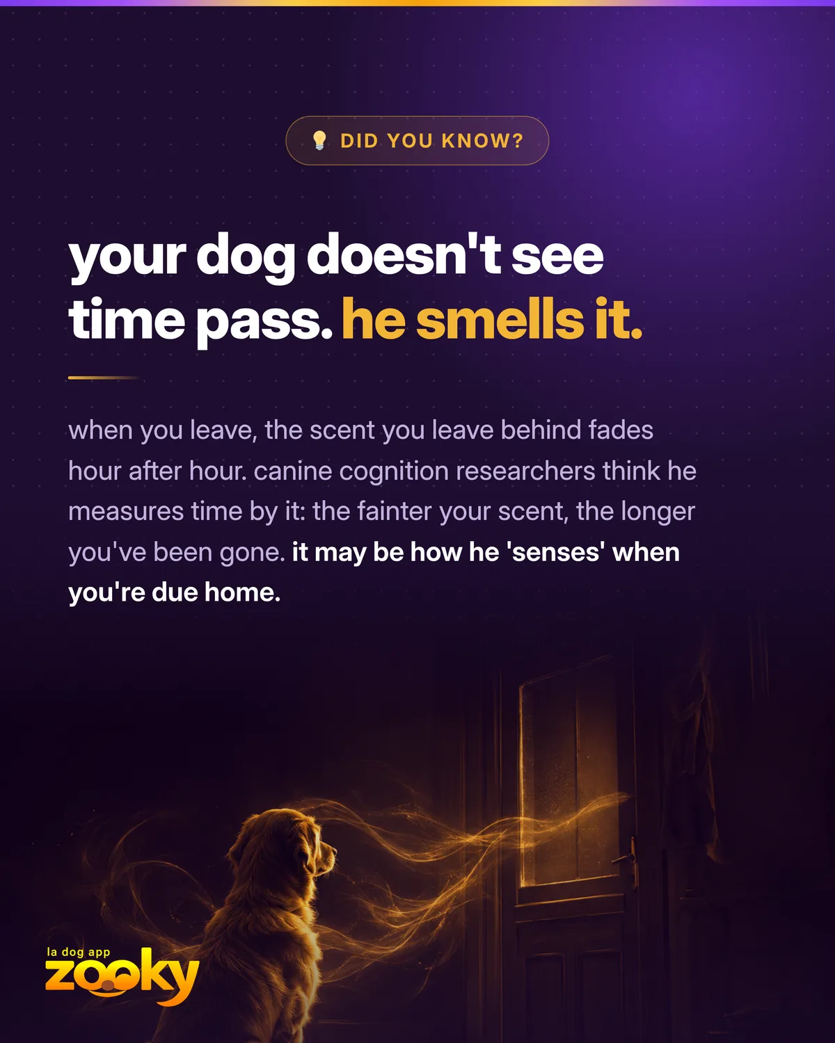 Dog waiting by a door: how it senses the passing of time through smell