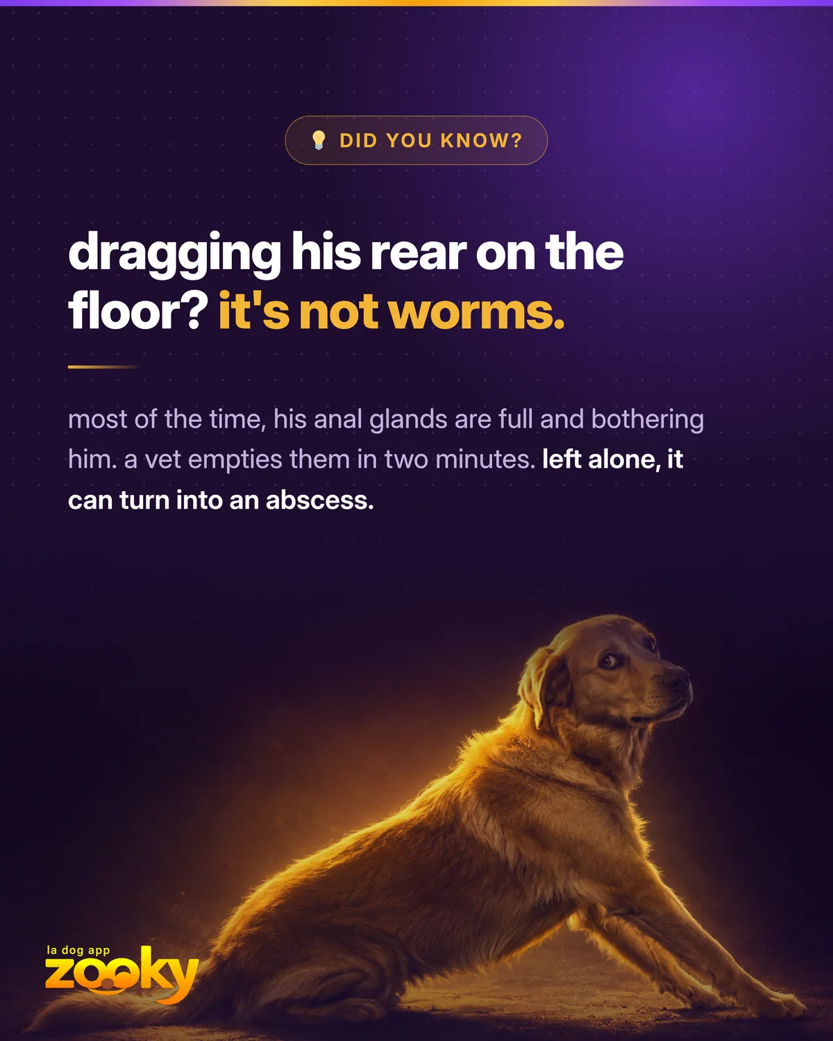 Seated dog: dragging the rear on the floor often means full anal glands