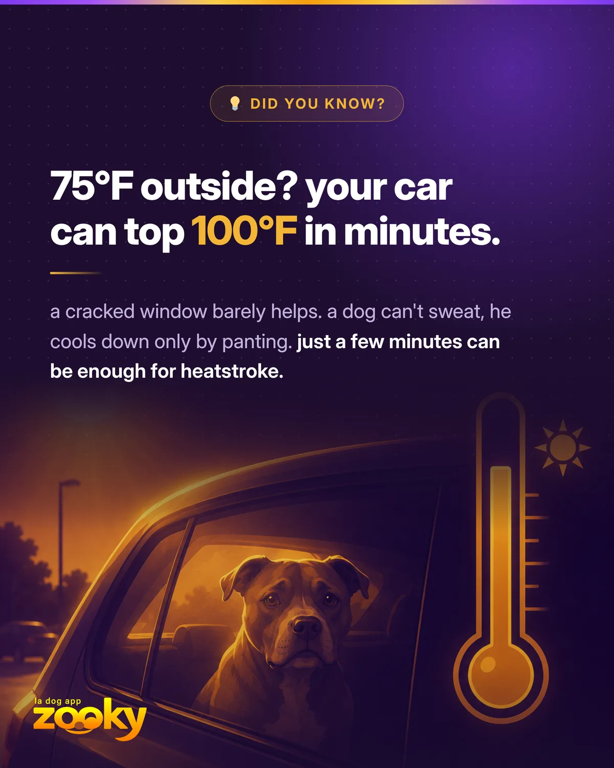 Dog in a car in the sun next to a thermometer: heatstroke danger