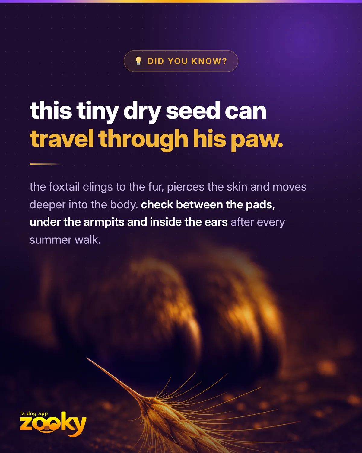 Grass awn (foxtail), a small dry seed, near a dog's paw: a summer hazard