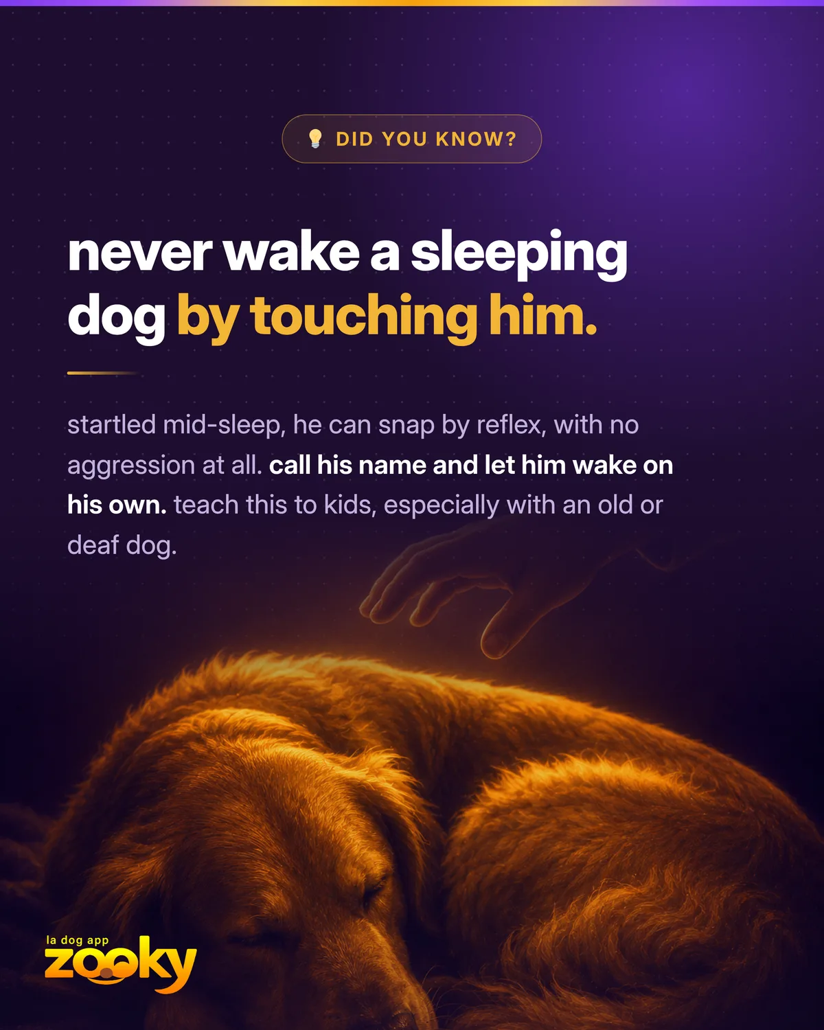 Sleeping dog about to be touched by a hand: never startle a dog awake