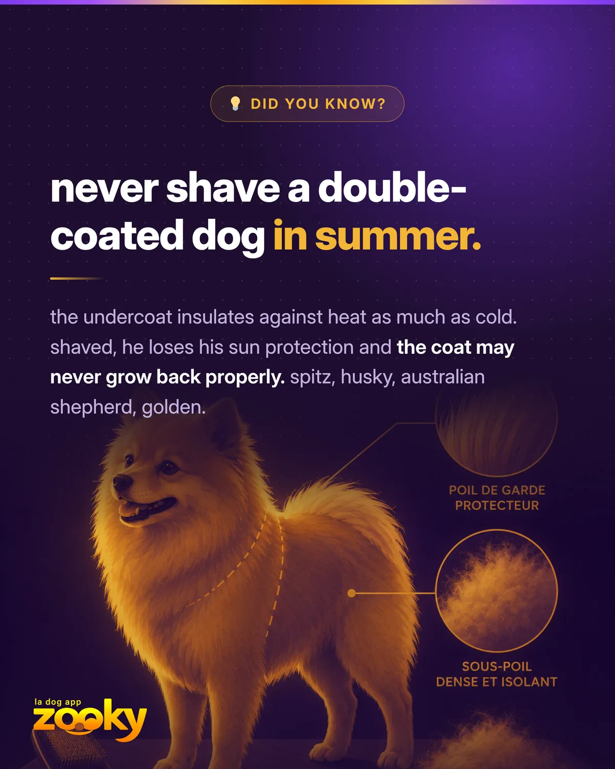 Double-coated dog (spitz type) with a diagram of the insulating undercoat: don't shave in summer