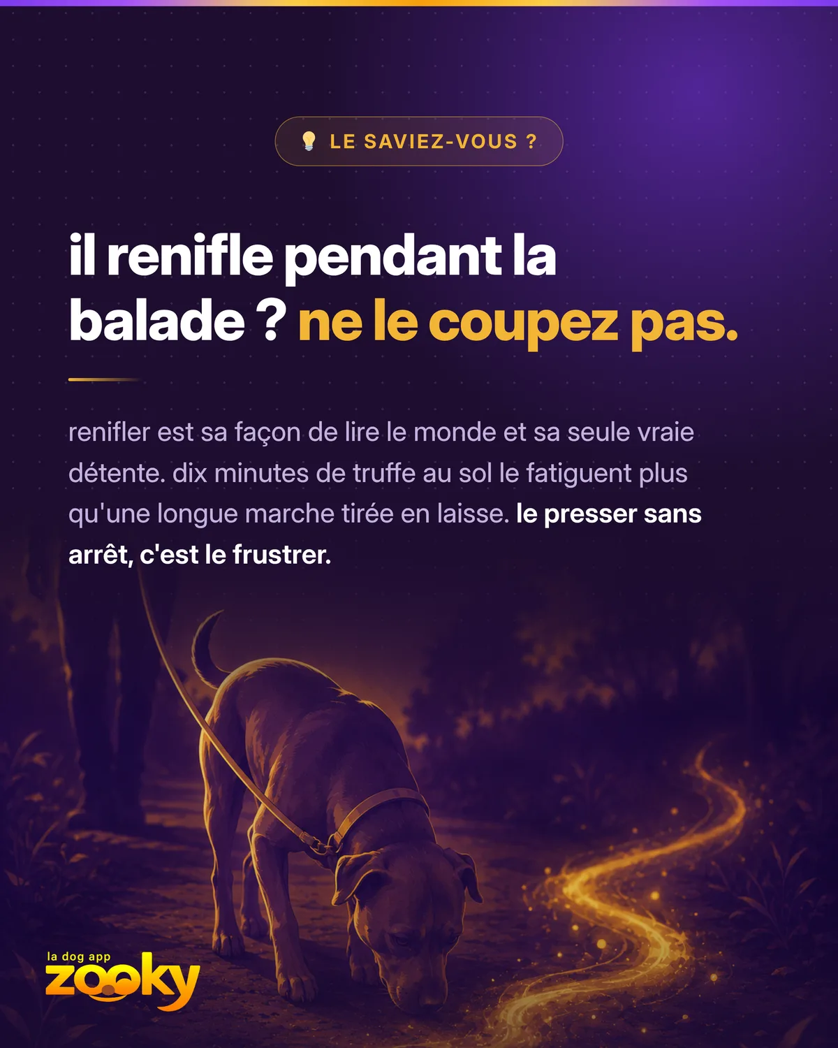 Renifler est la façon du chien de lire le monde