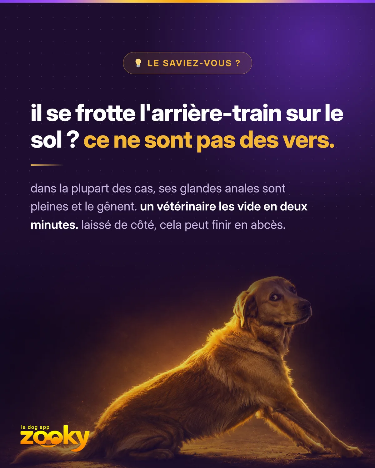 Chien assis : le frottement de l'arrière-train sur le sol signale souvent des glandes anales pleines