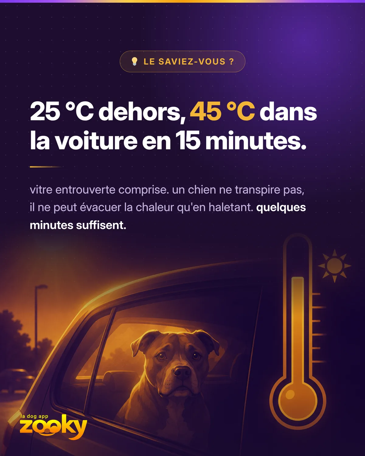 Chien dans une voiture au soleil à côté d'un thermomètre : danger du coup de chaleur