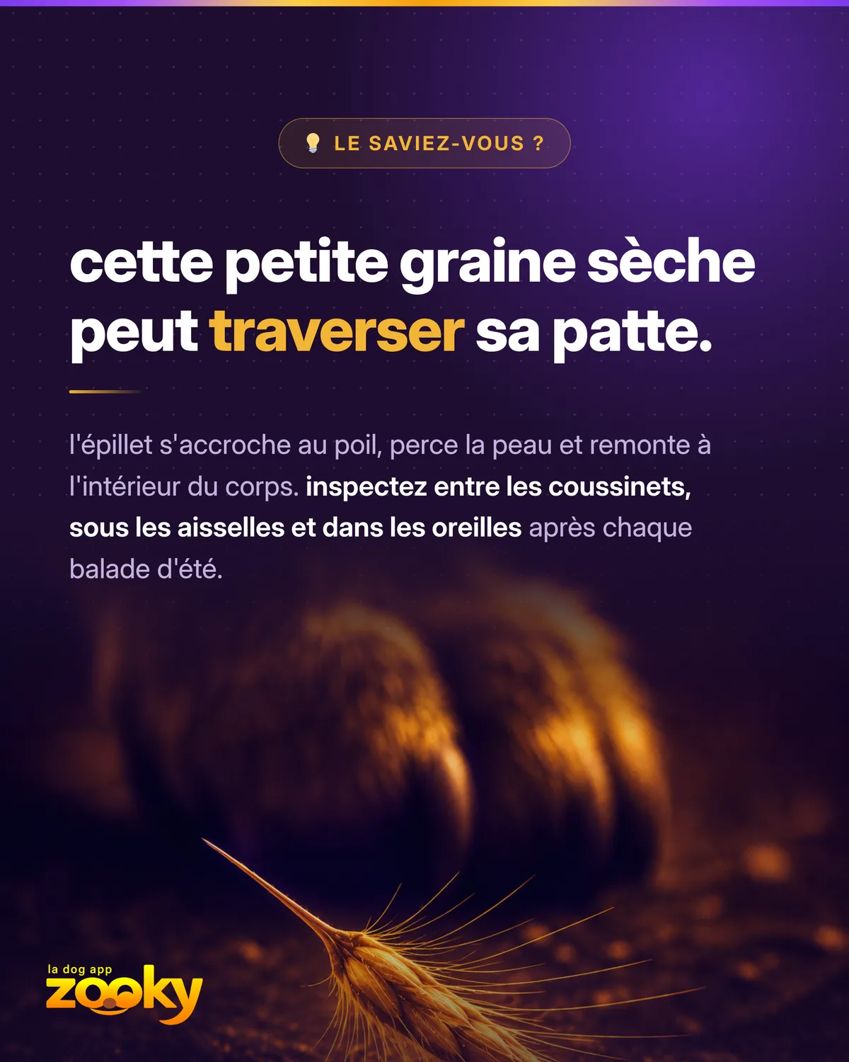 Épillet, petite graine sèche, près de la patte d'un chien : un danger de l'été