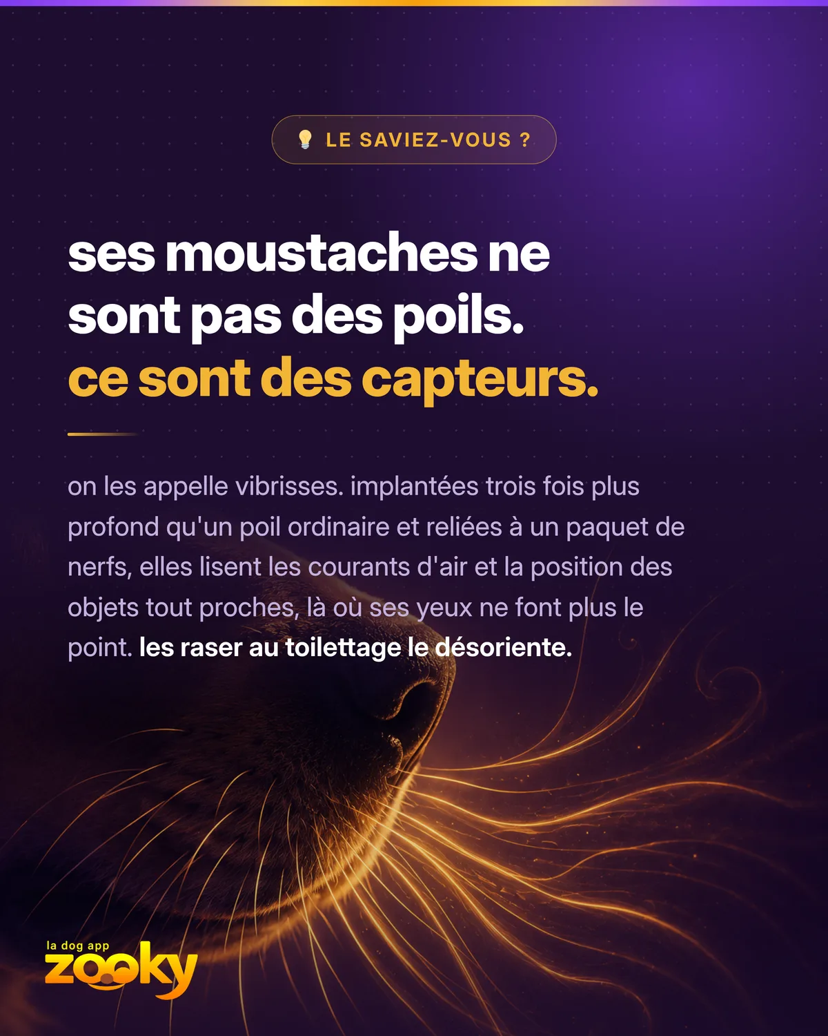 Les moustaches du chien sont des capteurs sensoriels