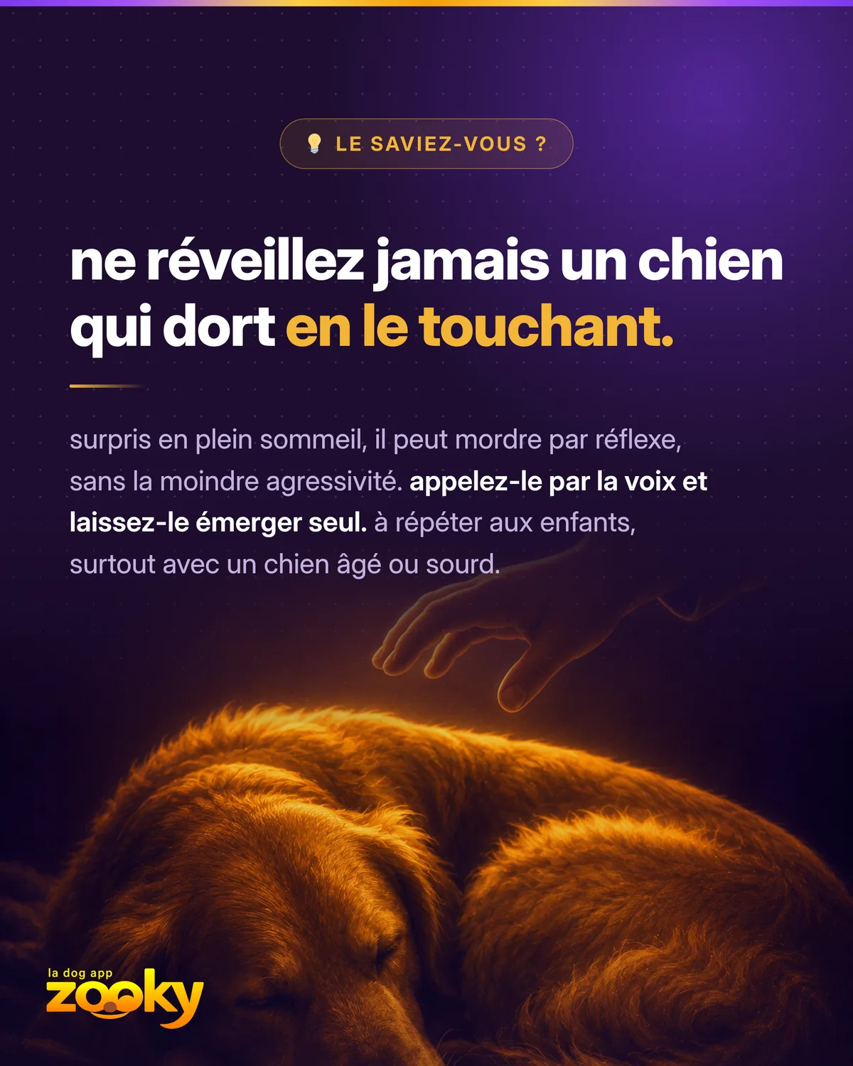 Chien endormi qu'une main s'apprête à toucher : ne jamais réveiller un chien en sursaut