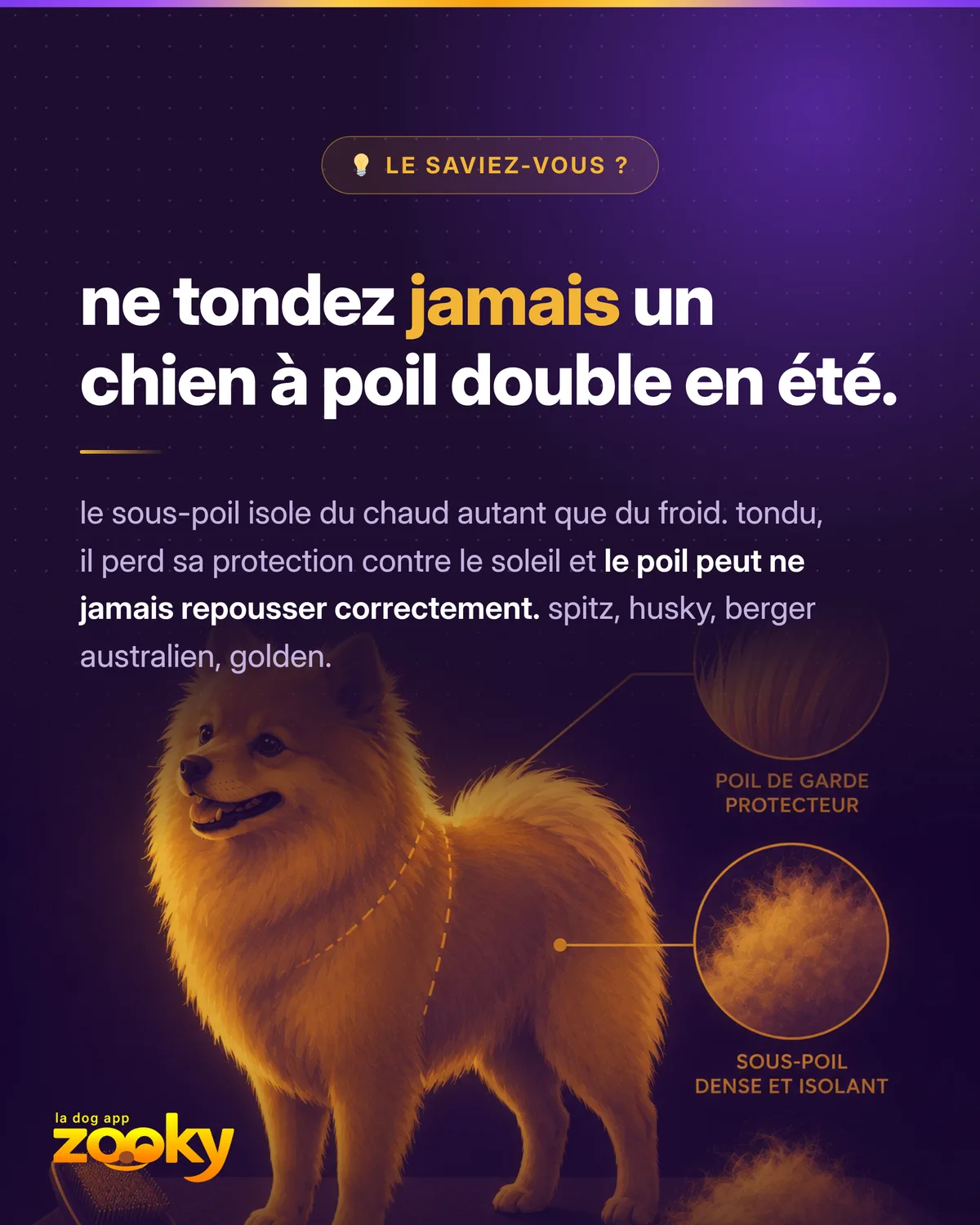Chien à poil double de type spitz avec schéma du sous-poil isolant : ne pas tondre en été