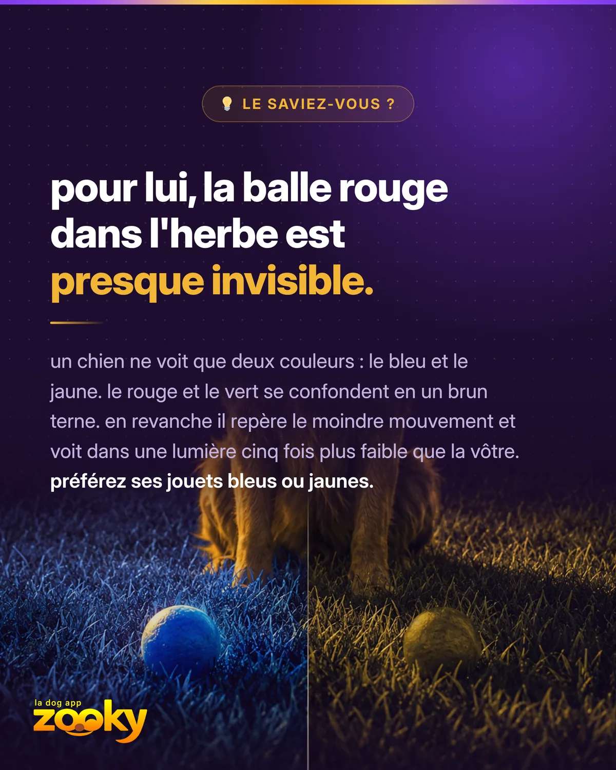 Le chien voit surtout le bleu et le jaune